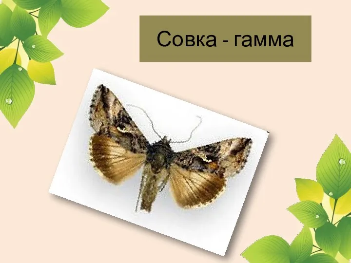 Совка - гамма