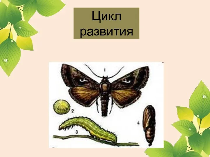 Цикл развития