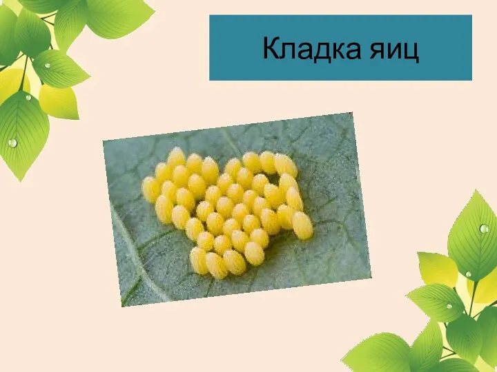 Кладка яиц