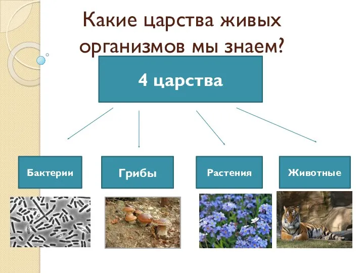 Какие царства живых организмов мы знаем? 4 царства Бактерии Грибы Растения Животные