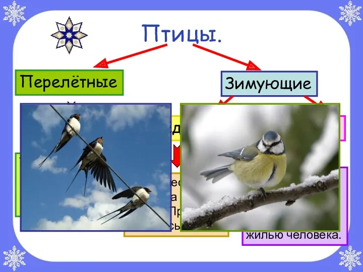 Птицы. Перелётные Зимующие Осёдлые Кочующие Улетают осенью в тёплые края,