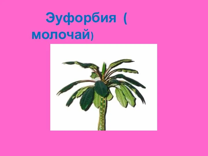 Эуфорбия ( молочай)