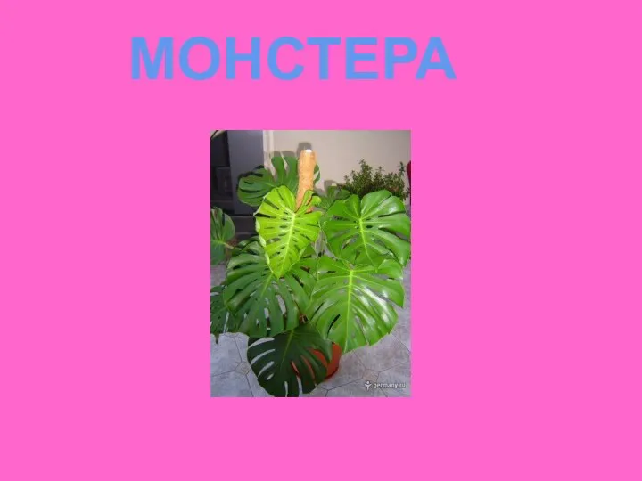 МОНСТЕРА