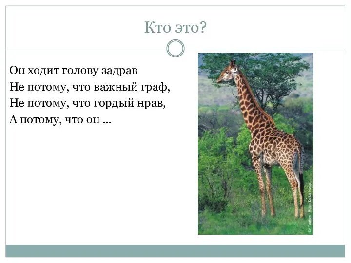 Кто это? Он ходит голову задрав Не потому, что важный