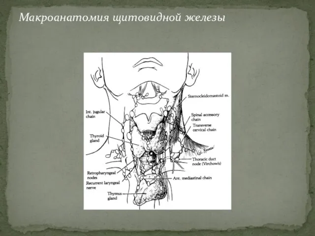 Макроанатомия щитовидной железы