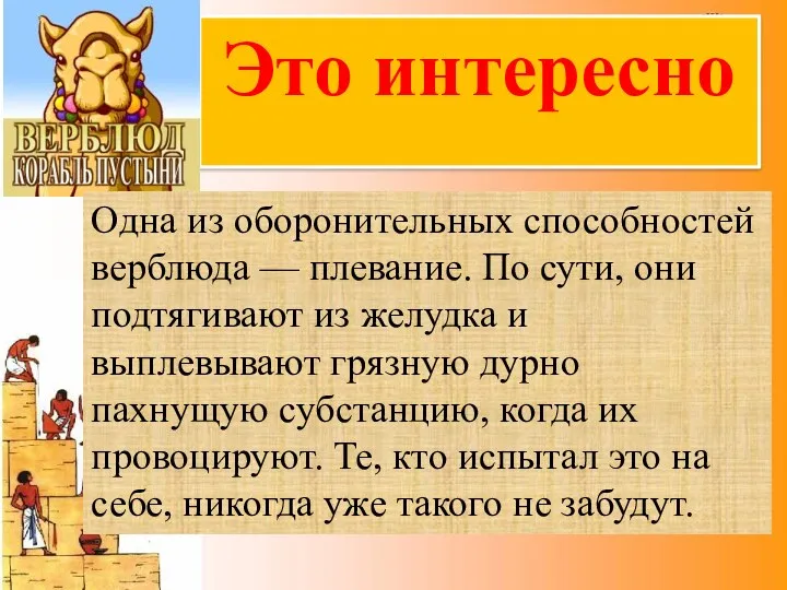 Это интересно Одна из оборонительных способностей верблюда — плевание. По