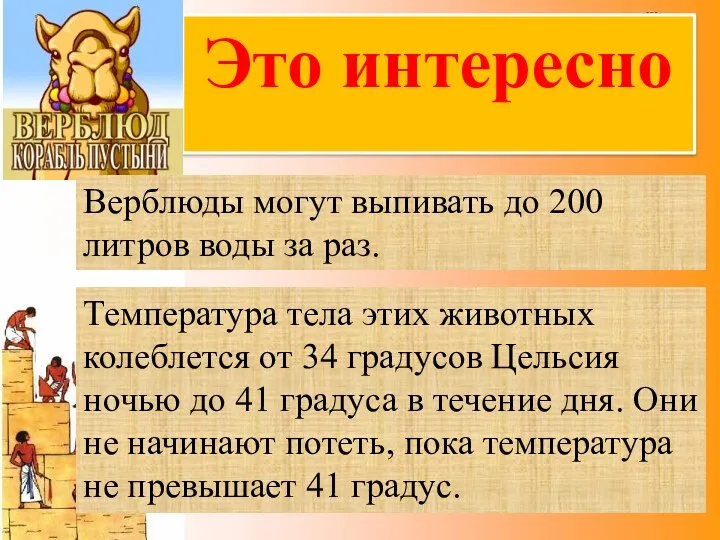 Это интересно Верблюды могут выпивать до 200 литров воды за