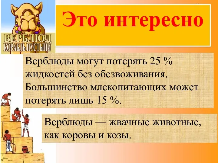 Это интересно Верблюды могут потерять 25 % жидкостей без обезвоживания.