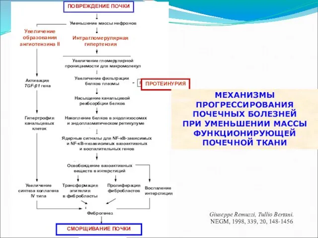 Увеличение образования ангиотензина II Активация TGF-β1 гена Гипертрофия канальцевых клеток Увеличение синтеза коллагена