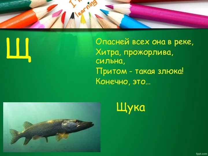 Щ Опасней всех она в реке, Хитра, прожорлива, сильна, Притом - такая злюка! Конечно, это… Щука