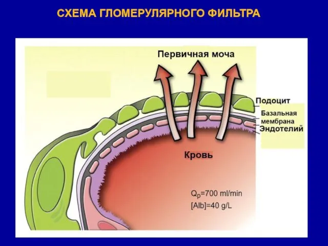 СХЕМА ГЛОМЕРУЛЯРНОГО ФИЛЬТРА