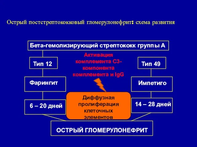 Острый постстрептококковый гломерулонефрит: схема развития Бета-гемолизирующий стрептококк группы А Тип