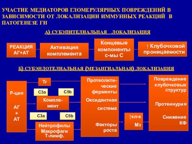 УЧАСТИЕ МЕДИАТОРОВ ГЛОМЕРУЛЯРНЫХ ПОВРЕЖДЕНИЙ В ЗАВИСИМОСТИ ОТ ЛОКАЛИЗАЦИИ ИММУННЫХ РЕАКЦИЙ В ПАТОГЕНЕЗЕ ГН