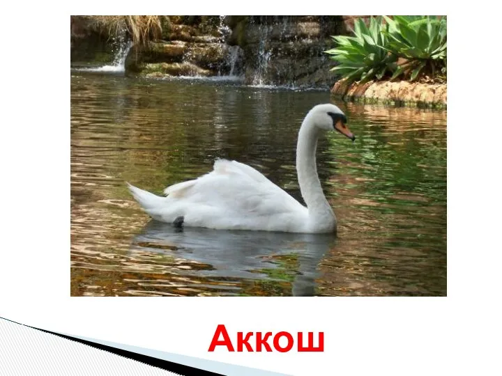 Аккош