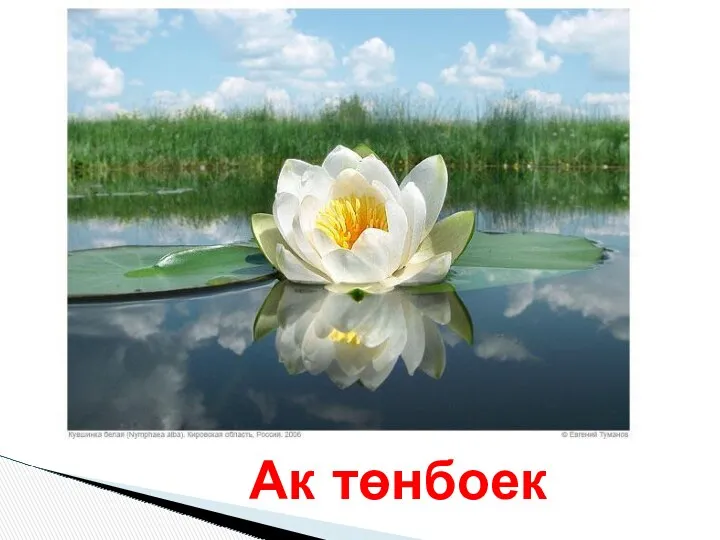 Ак төнбоек