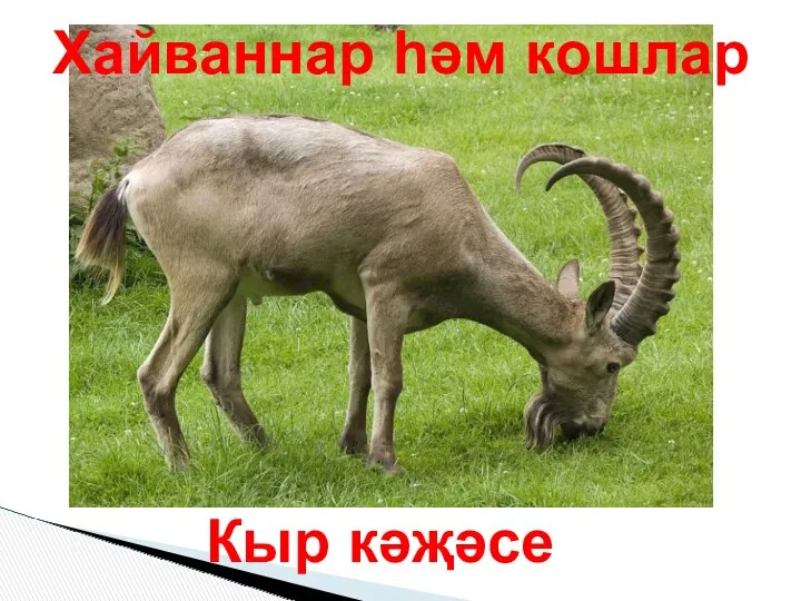 Хайваннар һәм кошлар Кыр кәҗәсе