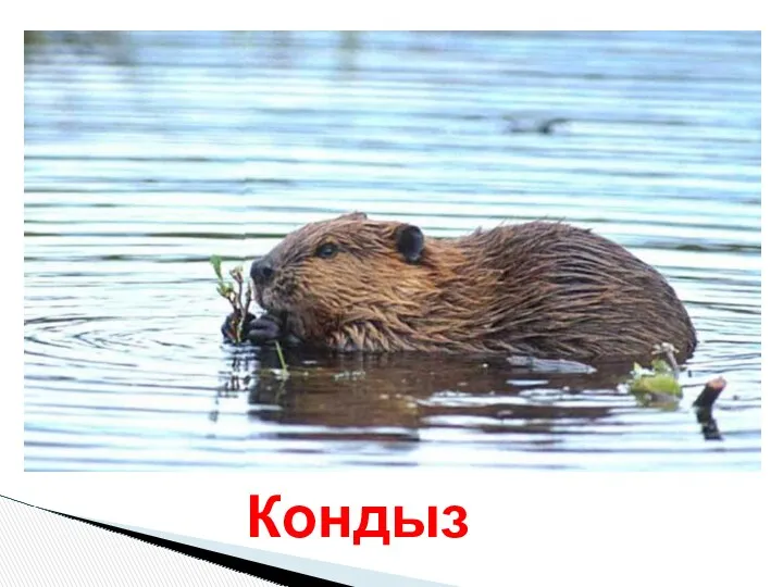 Кондыз