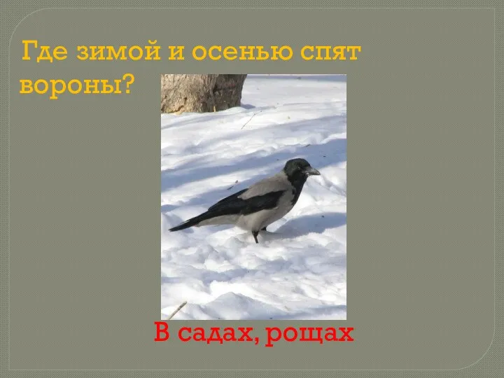 Где зимой и осенью спят вороны? В садах, рощах