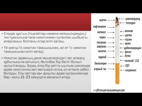 Егерде құстың (торғайлар немесе көгершіндердің )тек тұмсығына ғана никотинмен суланған