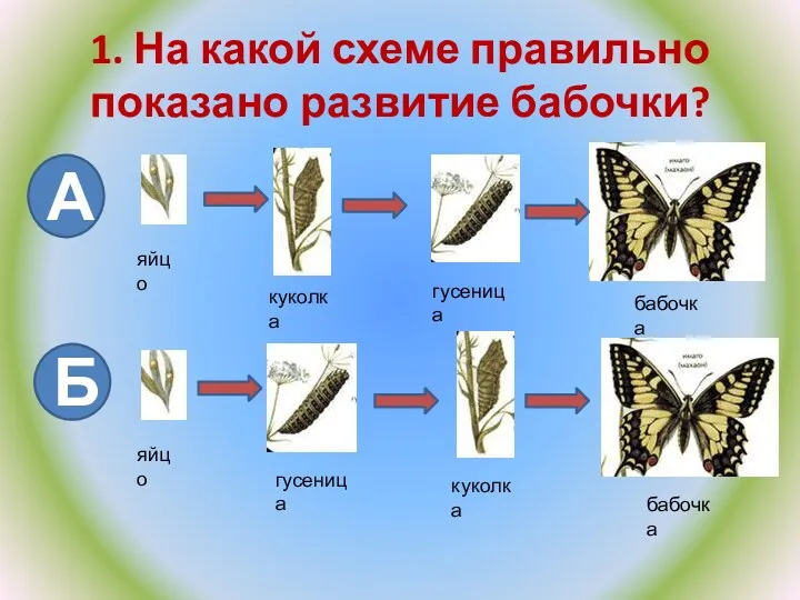 1. На какой схеме правильно показано развитие бабочки? А Б