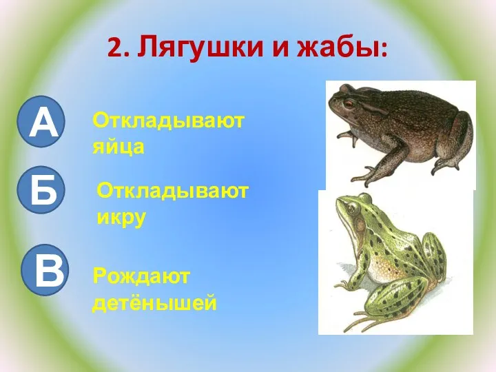 2. Лягушки и жабы: А Б Откладывают яйца Откладывают икру В Рождают детёнышей