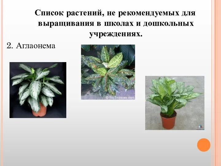 Список растений, не рекомендуемых для выращивания в школах и дошкольных учреждениях. 2. Аглаонема