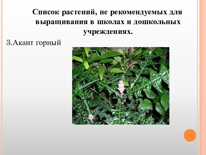 Список растений, не рекомендуемых для выращивания в школах и дошкольных учреждениях. 3.Акант горный
