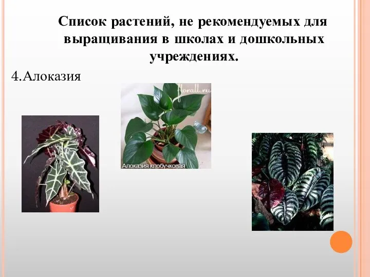 Список растений, не рекомендуемых для выращивания в школах и дошкольных учреждениях. 4.Алоказия