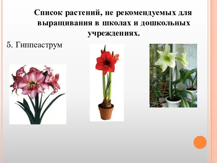 Список растений, не рекомендуемых для выращивания в школах и дошкольных учреждениях. 5. Гиппеаструм