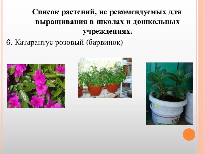 Список растений, не рекомендуемых для выращивания в школах и дошкольных учреждениях. 6. Катарантус розовый (барвинок)