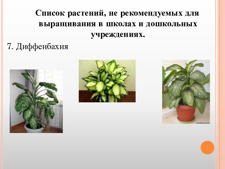 Список растений, не рекомендуемых для выращивания в школах и дошкольных учреждениях. 7. Диффенбахия