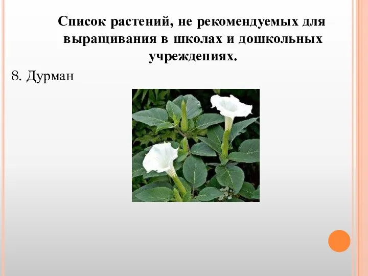Список растений, не рекомендуемых для выращивания в школах и дошкольных учреждениях. 8. Дурман