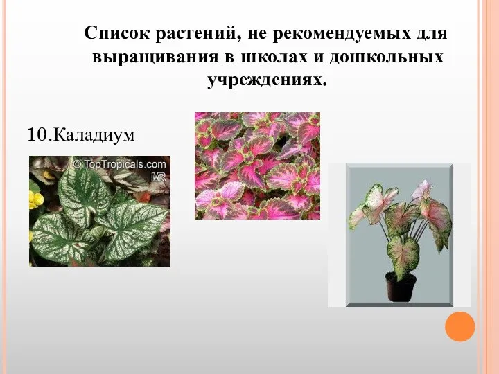 Список растений, не рекомендуемых для выращивания в школах и дошкольных учреждениях. 10.Каладиум