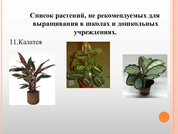 Список растений, не рекомендуемых для выращивания в школах и дошкольных учреждениях. 11.Калатея