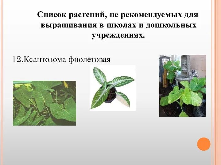 Список растений, не рекомендуемых для выращивания в школах и дошкольных учреждениях. 12.Ксантозома фиолетовая