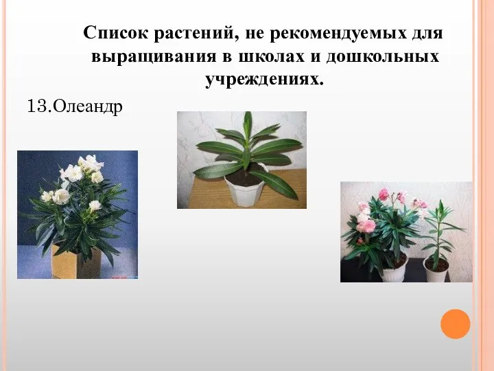 Список растений, не рекомендуемых для выращивания в школах и дошкольных учреждениях. 13.Олеандр