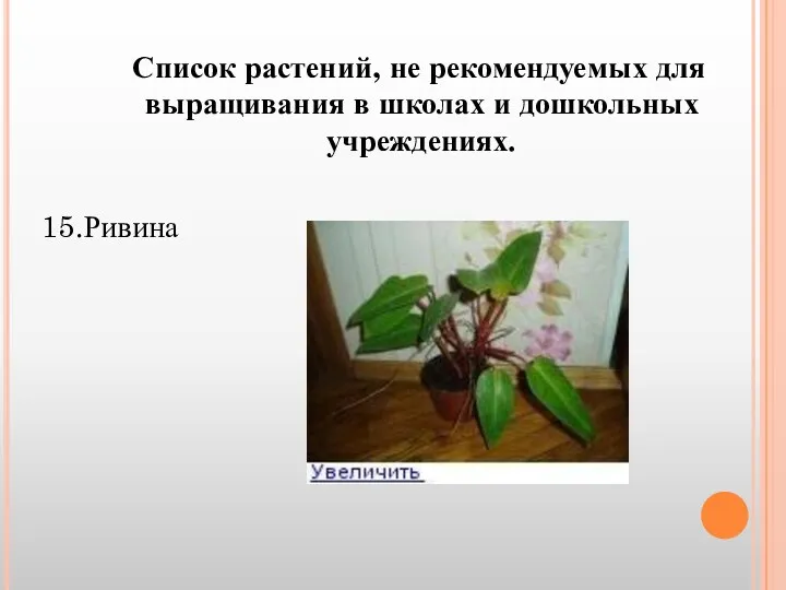 Список растений, не рекомендуемых для выращивания в школах и дошкольных учреждениях. 15.Ривина