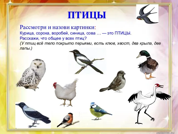 Птицы Рассмотри и назови картинки: Курица, сорока, воробей, синица, сова … — это