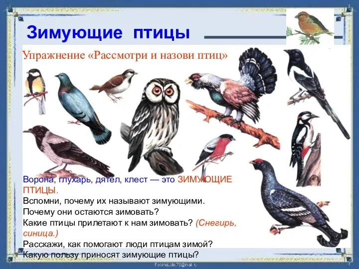 Зимующие птицы Упражнение «Рассмотри и назови птиц» Ворона, глухарь, дятел, клест — это