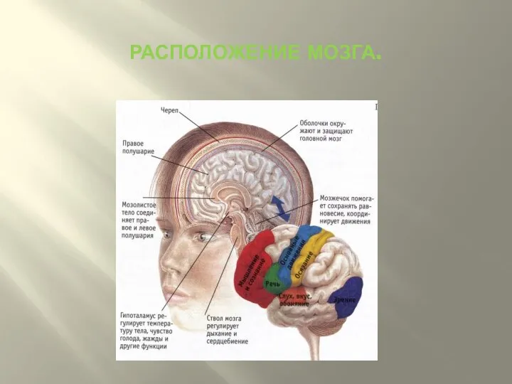 Расположение мозга.