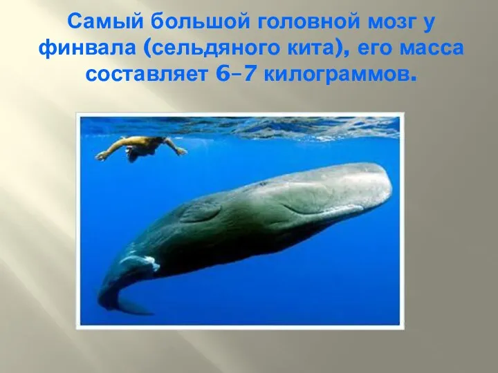 Самый большой головной мозг у финвала (сельдяного кита), его масса составляет 6–7 килограммов.