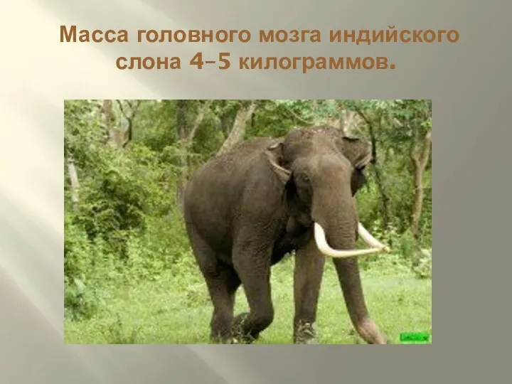 Масса головного мозга индийского слона 4–5 килограммов.