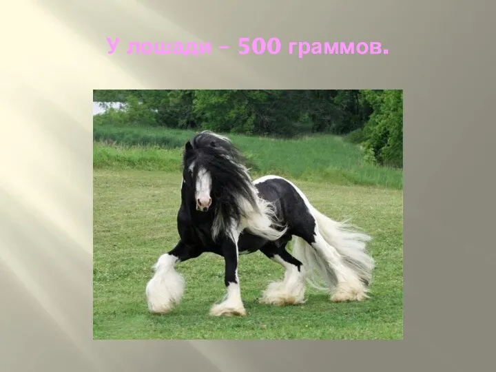 У лошади – 500 граммов.