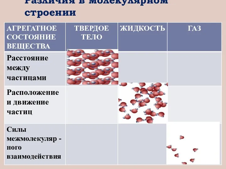 Различия в молекулярном строении