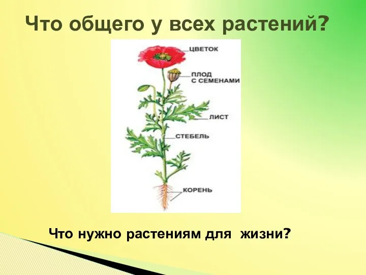 Что общего у всех растений? Что нужно растениям для жизни?