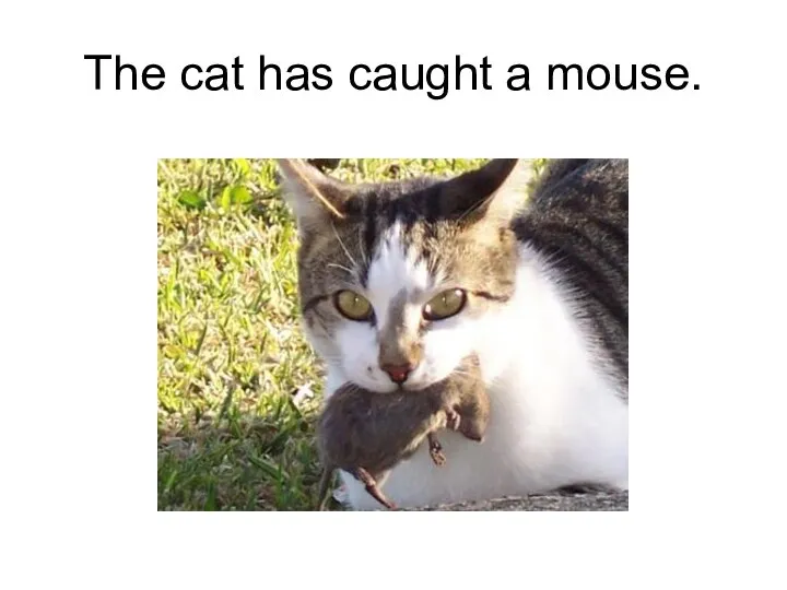 The cat has caught a mouse.