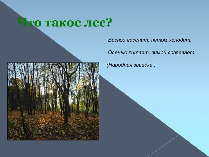 Что такое лес? Весной веселит, летом холодит. Осенью питает, зимой согревает. (Народная загадка.)