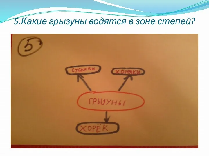 5.Какие грызуны водятся в зоне степей?