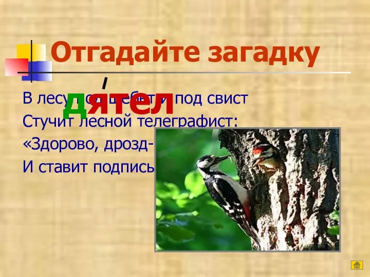 Отгадайте загадку В лесу под щебет и под свист Стучит