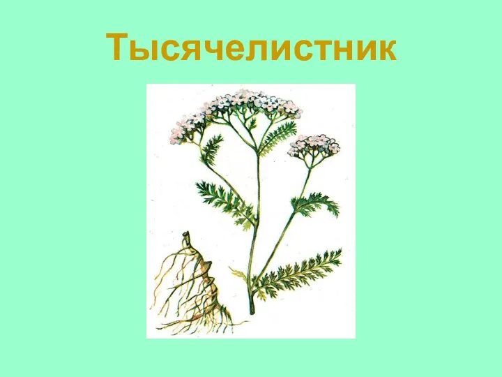 Тысячелистник